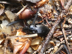 Pterostichus morio