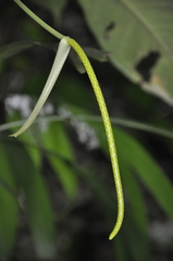 Image of Anthurium acutangulum