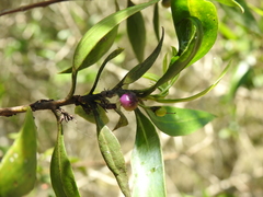 Myoporum boninense