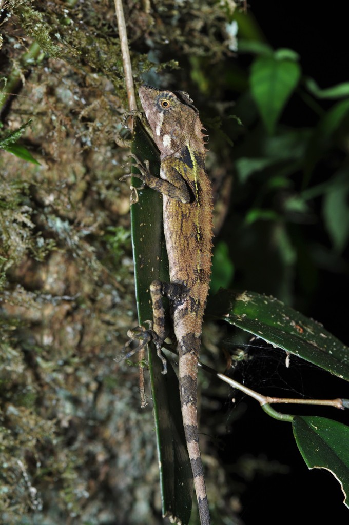 Boulenger's Tree Agama