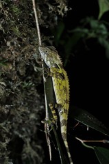 Dendragama boulengeri