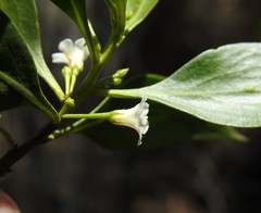 Myoporum boninense