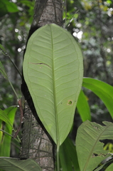 Anthurium acutangulum