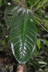 Anthurium acutangulum