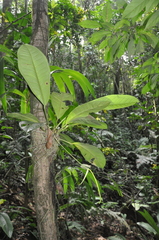 Anthurium acutangulum