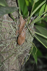 Anthurium acutangulum