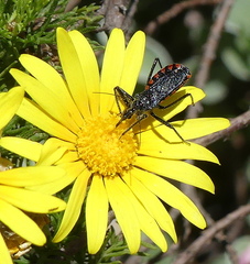Rhynocoris tristis