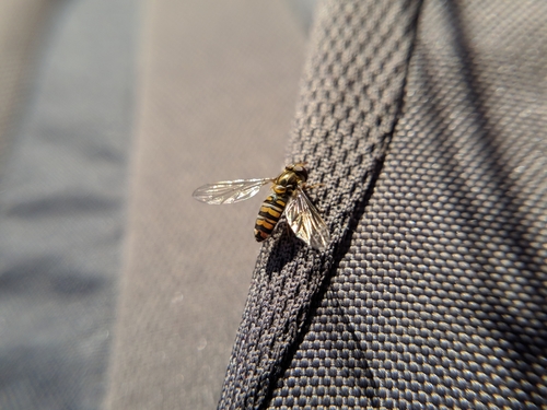 pestrica pruhovaná (Episyrphus balteatus)
