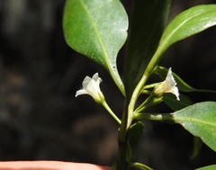 Myoporum boninense