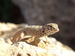 Pristurus