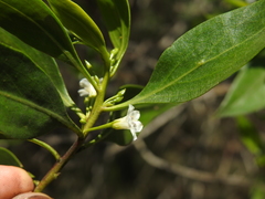 Myoporum boninense