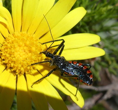 Rhynocoris tristis