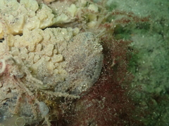 Ascidiella aspersa