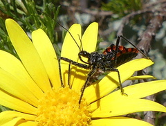 Rhynocoris tristis
