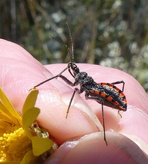 Rhynocoris tristis