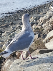 Larus