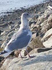 Larus
