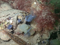 Bispira polyomma