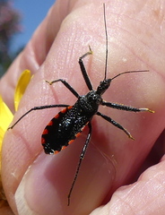 Rhynocoris tristis