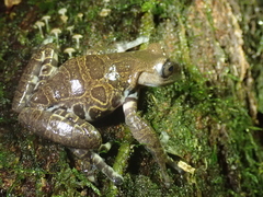 Hyloscirtus criptico