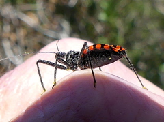 Rhynocoris tristis