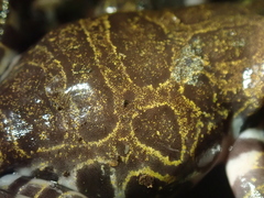 Hyloscirtus criptico