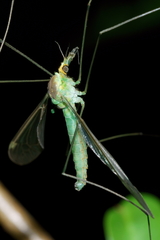 Leptotarsus viridis