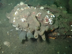 Haliclona xena