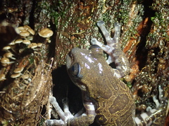 Hyloscirtus criptico