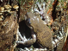 Hyloscirtus criptico