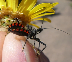 Rhynocoris tristis