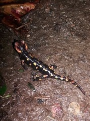 Salamandra salamandra