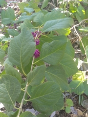 Callicarpa americana