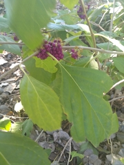 Callicarpa americana