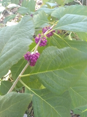 Callicarpa americana