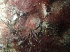 Liocarcinus navigator