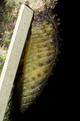 Athoracophorus papillatus