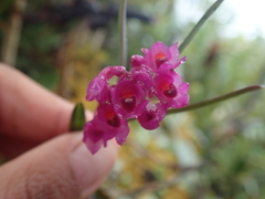 Epidendrum mesogastropodium