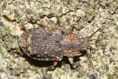 Syrphetodes marginatus
