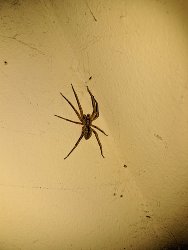 Lažni vučjak (Zoropsis spinimana)