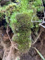 Pleuridium subulatum