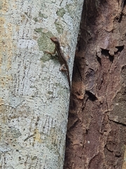 Anolis opalinus