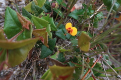 Platylobium triangulare