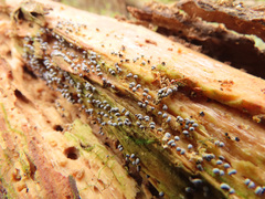 Physarum leucophaeum