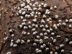 Physarum leucophaeum