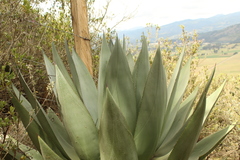 Agave cundinamarcensis