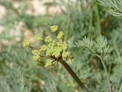 Ducrosia anethifolia