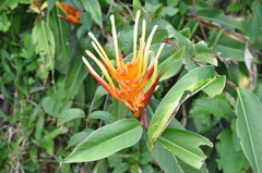 Heliconia longiflora