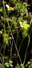 Ranunculus paludosus