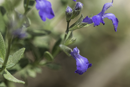 Salvia lycioides A.Gray